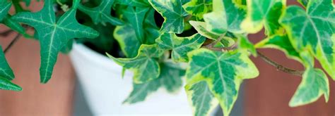 Lierre en pot avec des feuilles collantes