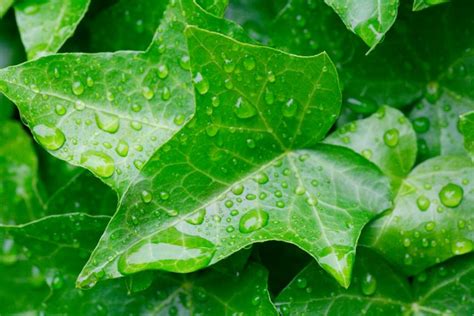 Diversité des feuilles de lierre