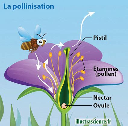 Schéma illustrant le transfert de pollen d'une fleur à une autre par un insecte
