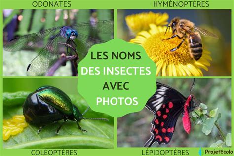 Infographie comparant les différentes morphologies des insectes et leurs fleurs hôtes