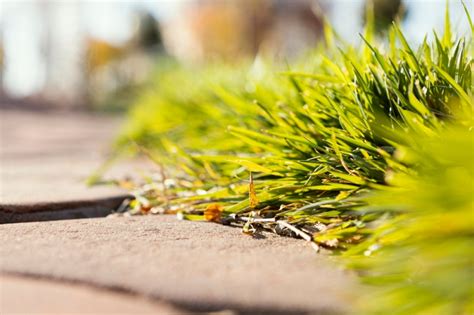 Alternatives naturelles aux désherbants