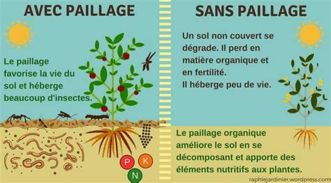 Schéma expliquant les bénéfices du paillage sur la croissance des plantes