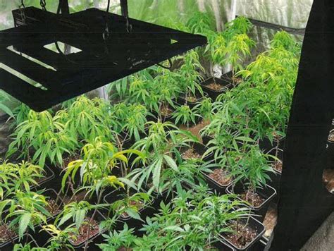 Plantes de cannabis en intérieur