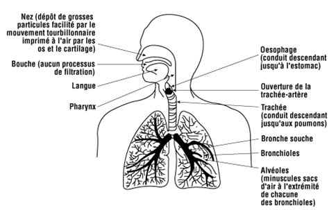 Schéma des particules de poussière et de leurs effets sur les voies respiratoires