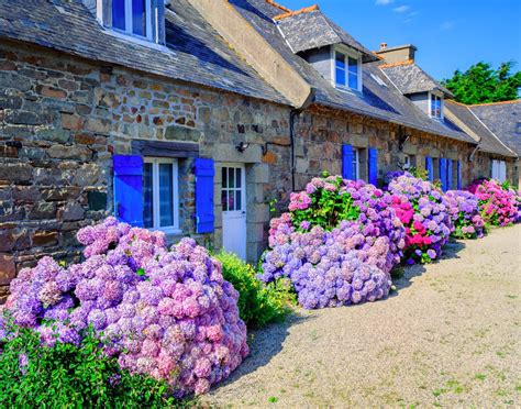jardin fleuri avec des hortensias