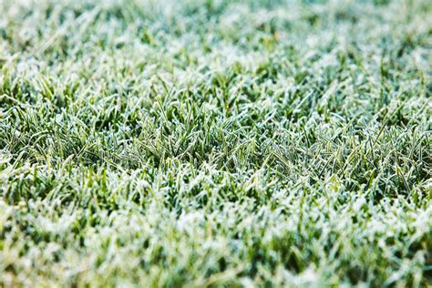 Paysage de jardin en hiver avec pelouse gelée et enneigée