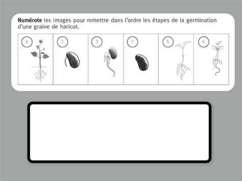 Schéma des étapes de la germination du gazon