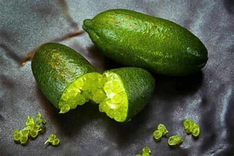Infographie montrant les étapes d'extraction des perles de citron caviar