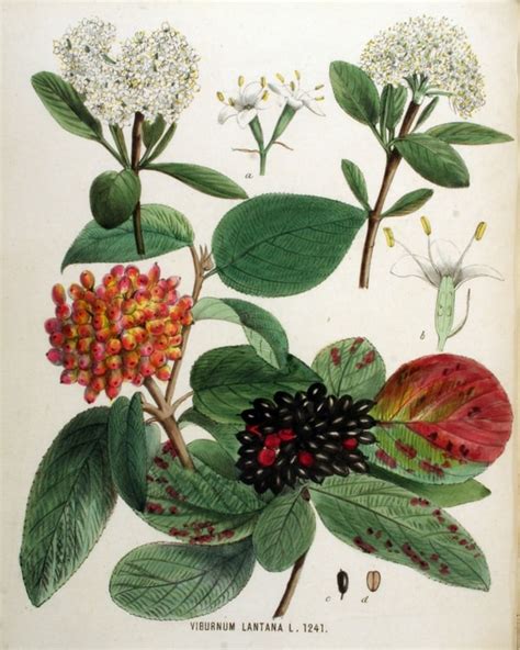 Illustration d'une viorne lantane avec ses feuilles rugueuses et ses baies
