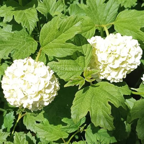 Diagramme comparatif des feuilles de Viorne Obier et Viorne Lantane