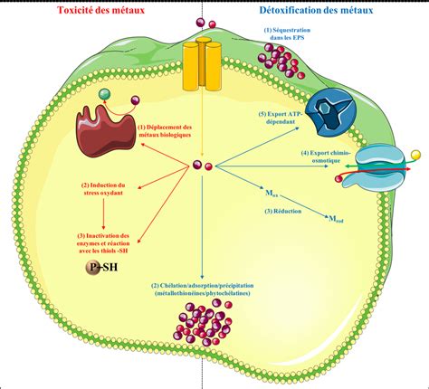 Infographie sur la toxicité des baies de différentes viornes