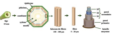 Illustration schématique des parois cellulaires d'une plante renforcées par la silice