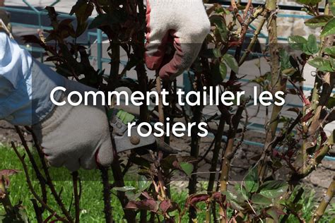 Rosier sain avec des feuilles vertes et floraison abondante