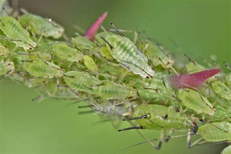 Puceron sur une feuille de rosier