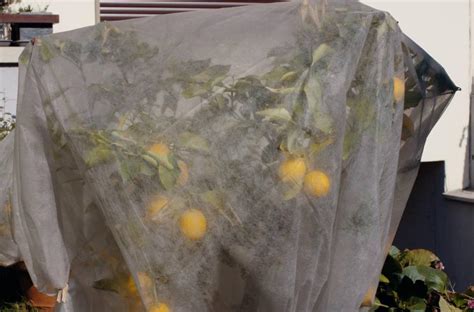 Citronnier en pot protégé par un voile d'hivernage