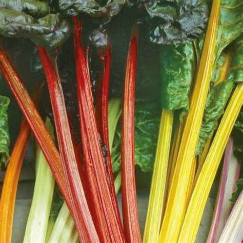Illustration de poirées colorées dans un jardin