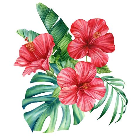 Hibiscus tropical aux fleurs rouges éclatantes
