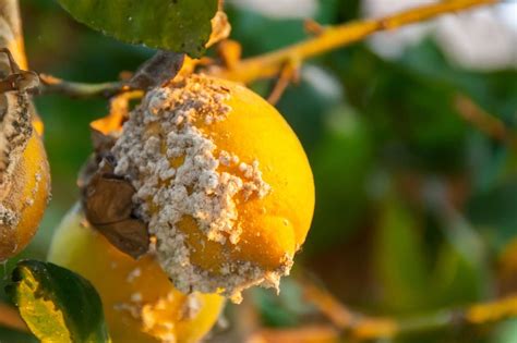 Agrumes malades