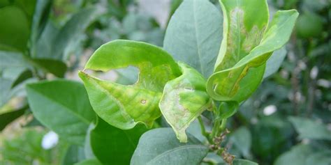 Feuilles d'agrumes présentant des symptômes de HLB