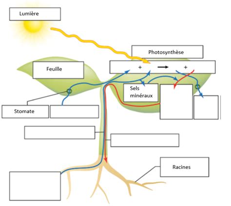 Schéma de l'appareil expérimental pour l'étude de la photosynthèse