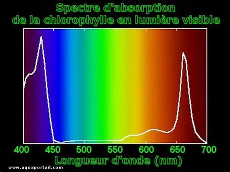 Spectre d'absorption de la chlorophylle et de la lumière solaire