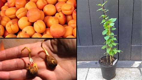 Abricotier en pot