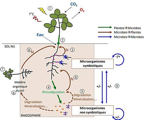 Infographie montrant les interactions bénéfiques entre plantes et auxiliaires