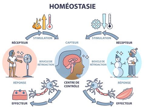 Schéma illustrant l'impact du stress et de l'alimentation sur l'homéostasie humaine