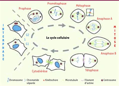 Infographie montrant le cycle de régénération cellulaire soutenu par une nutrition ciblée