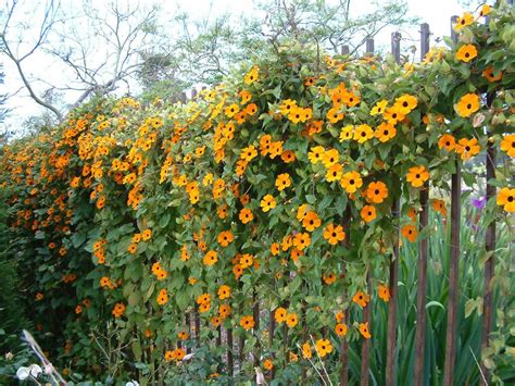 Thunbergia alata grimpant sur un treillage mural