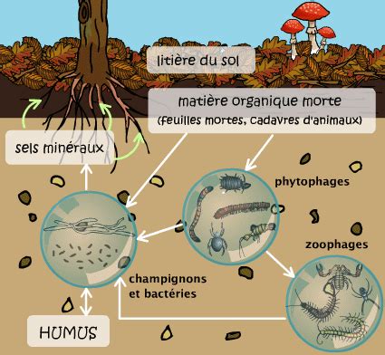 Schéma illustrant le processus de décomposition de la matière organique en humus par les micro-organismes et la macro-faune du sol