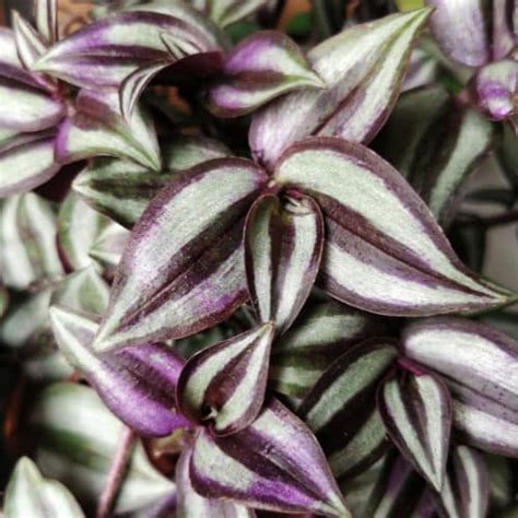 Tradescantia Zebrina avec ses feuilles caractéristiques argentées et violettes