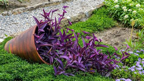 Tradescantia installée en extérieur dans une jardinière colorée