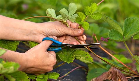 Photo montrant le nettoyage automnal d'un pied de fraisier et la taille des stolons