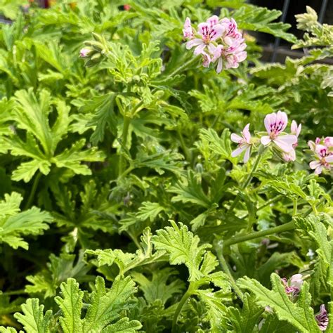 Plante de Pelargonium graveolens en floraison