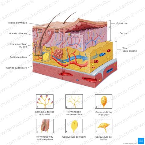 Schéma illustrant les propriétés cutanées du Géranium