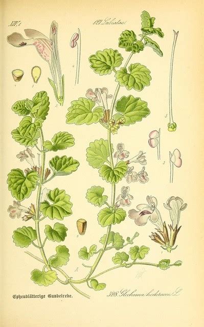 Illustration botanique montrant le port rampant et les fleurs caractéristiques du Glechoma hederacea