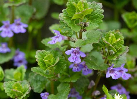 Plat gastronomique agrémenté de fleurs de Glechoma hederacea pour une présentation esthétique