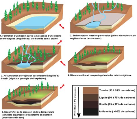 Formation de la tourbe dans une tourbière