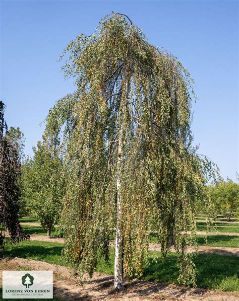 Un bonsaï de Betula pendula mettant en valeur son écorce blanche et son port retombant dans un style Moyogi.