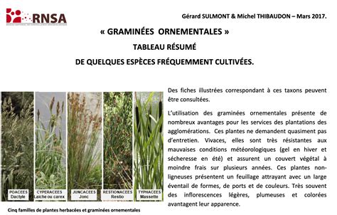 Illustration montrant l'évolution des graminées ornementales au fil des saisons