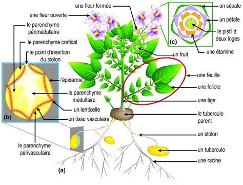 Schéma illustrant la formation d'une butte de terre autour d'un plant de pomme de terre