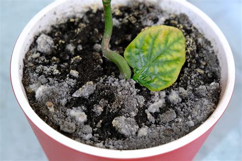 Dépôt blanc sur le terreau d'une plante