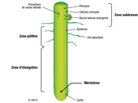 Schéma illustrant le système racinaire dense d'une pelouse et son rôle dans l'absorption de l'eau.