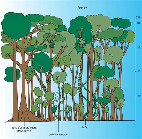 Illustration d'une forêt dense en Draenor avec des arbres marqués pour la récolte