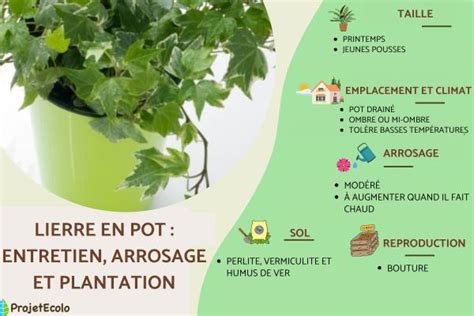 Schéma de plantation du lierre en pot et en pleine terre
