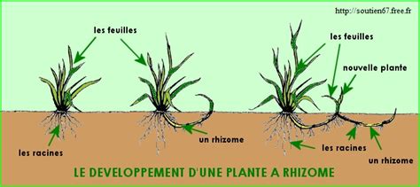 Schéma de division du rhizome avant plantation