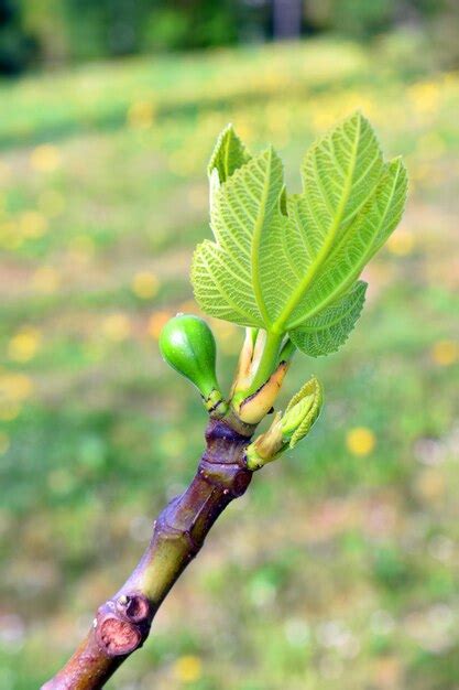 Illustration botanique du bourgeon de Ficus carica en phase de développement printanier