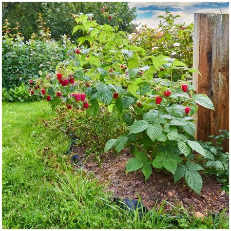 framboisiers en permaculture