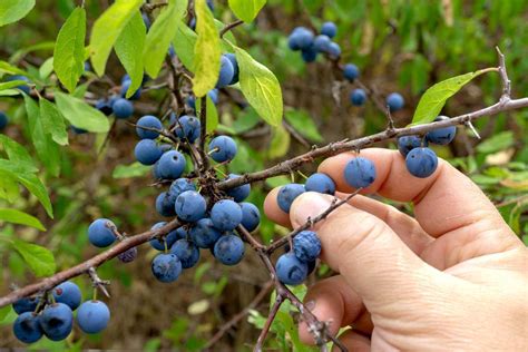 Photographie comparative entre un prunellier sauvage et un mirabellier cultivé